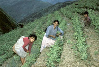 Coca growers Bolivia