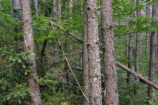 arboles