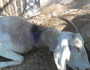 cabras chupacabras