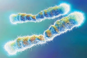 Clic para aumentar chromosome