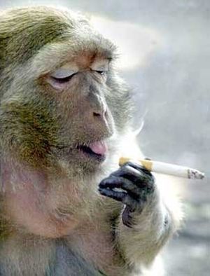 Clic para aumentar smoking monkey