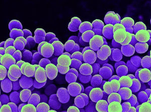 Bacterias