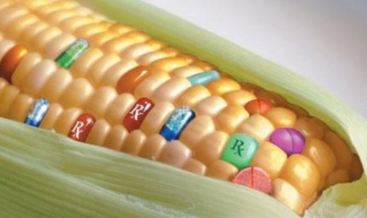 Monsanto. Maiz transgénico