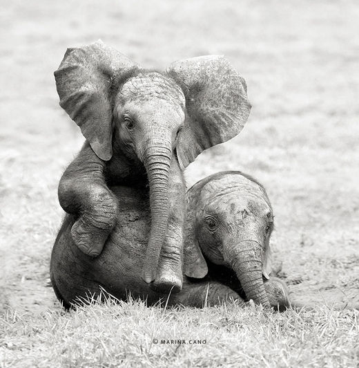 bebés_elefantes