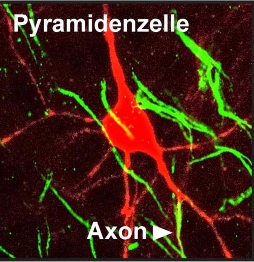  Esta imagen muestra una neurona en la que el axón se origina en una dendrita. Las señales que llegan a esta dendritas se reenvían de manera más eficiente que las señales de entrada desde otras partes.