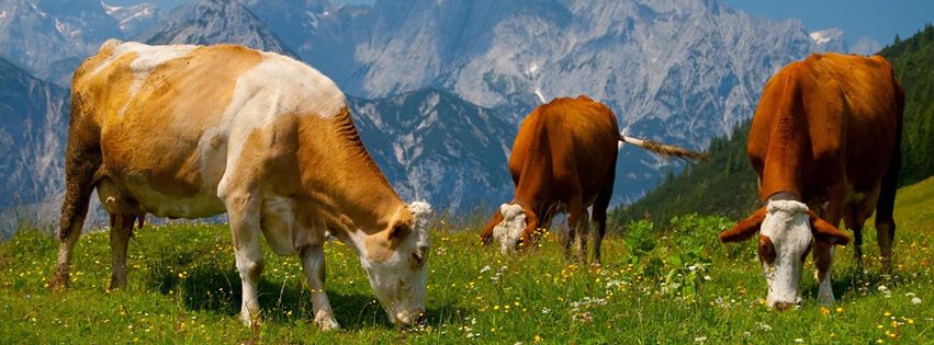 vacas_pastando