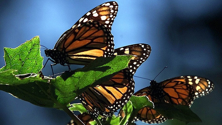 mariposas monsanto butterflies