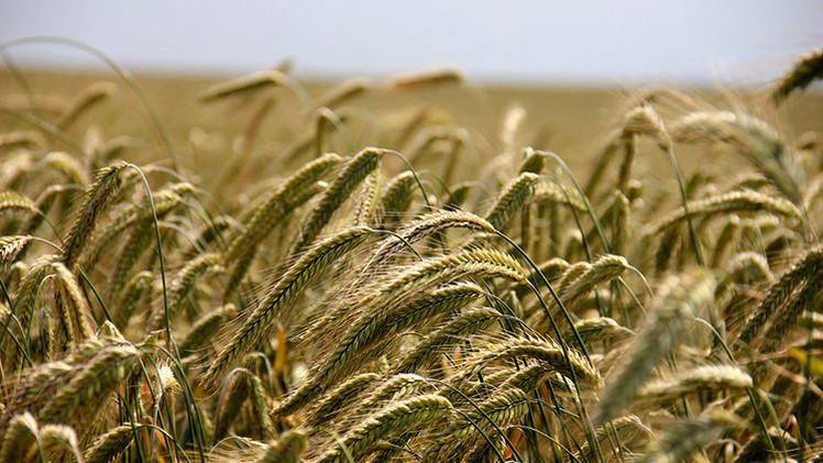 wheat monsanto trigo