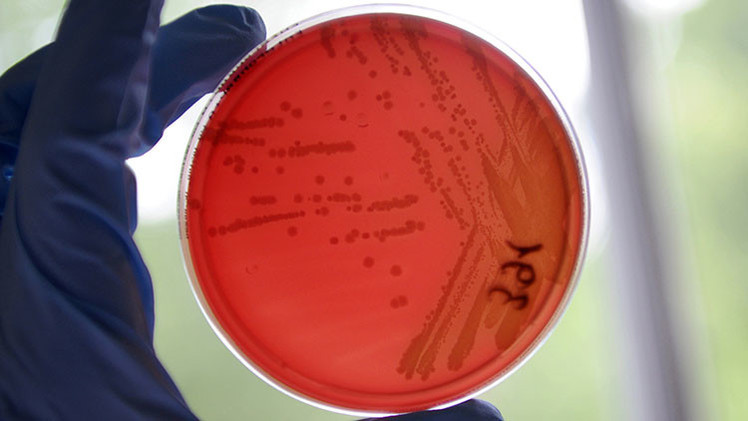 bacteria louisiana luisiana
