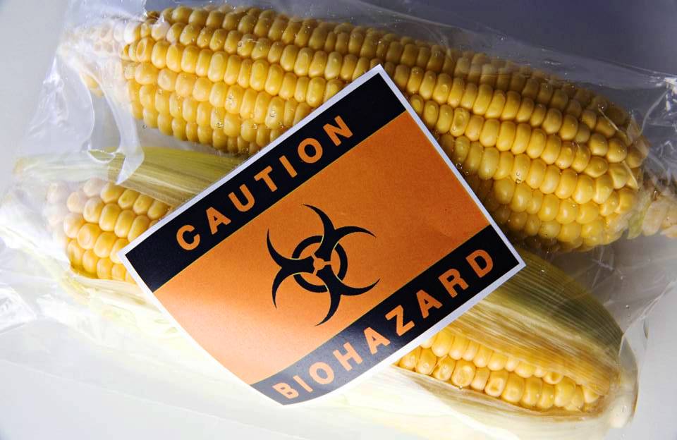 peligro maíz transgénico