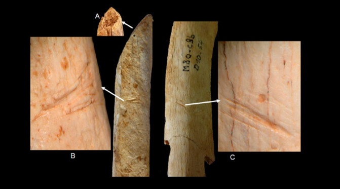 Huesos Neandertales C