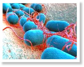 Bacteria de la lepra
