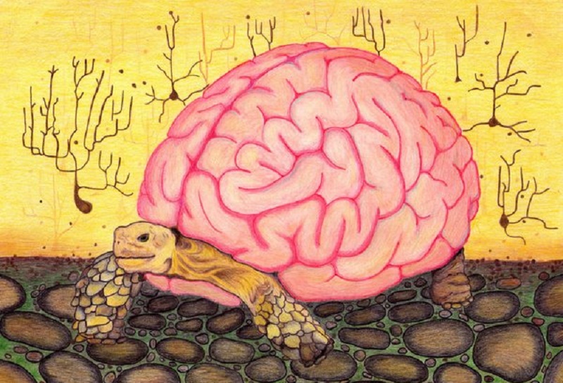 cerebro tortuga