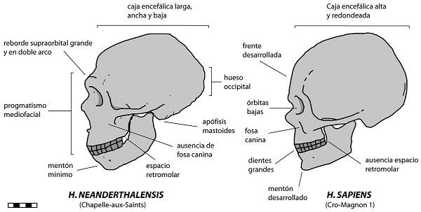 cerebro homo sapiens vs neandertal