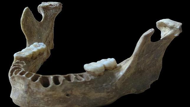 mandíbula humano moderno neandertal