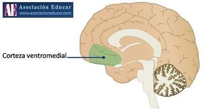 corteza prefrontal ventromedial