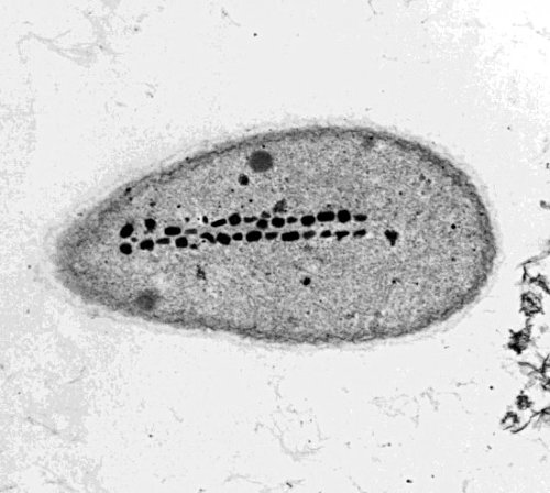 bacteria magnetita