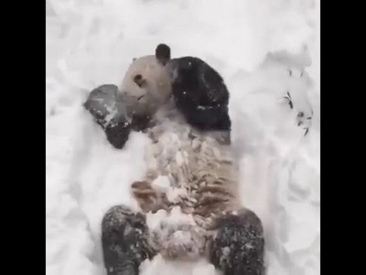 tian tian oso panda