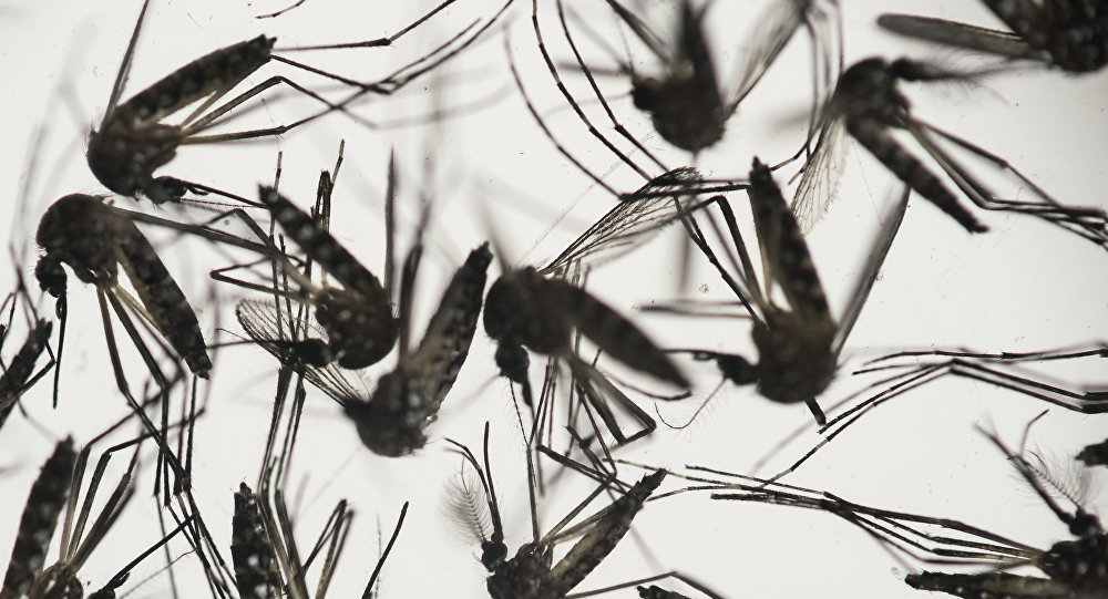 zika mosquito  Aedes Aegypti.