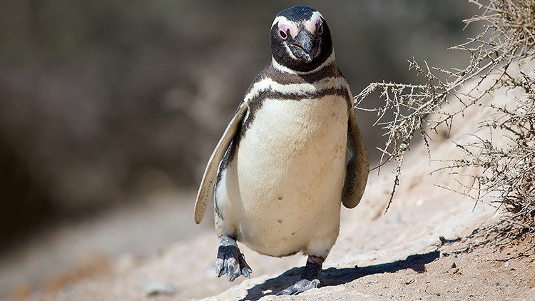 pinguino penguin