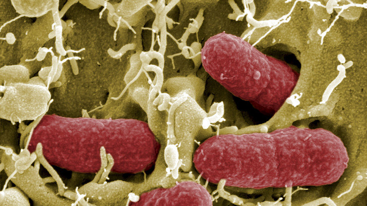 microbio microbi escherichia coli 