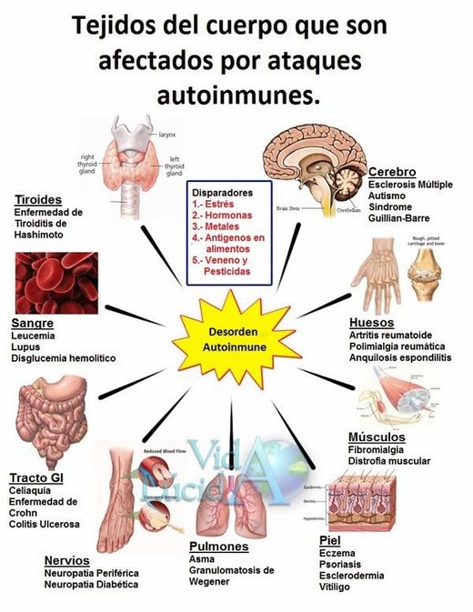 tejidos afectados enfermedades autoinmunes