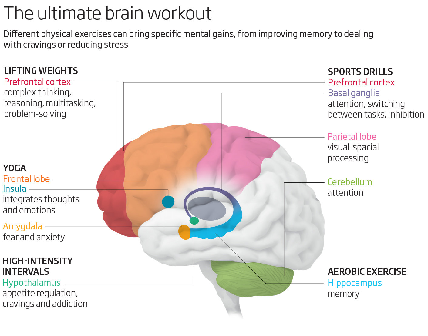 cerebro ejercicio 