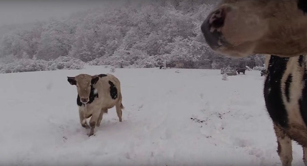 vacas cows snow nieve 