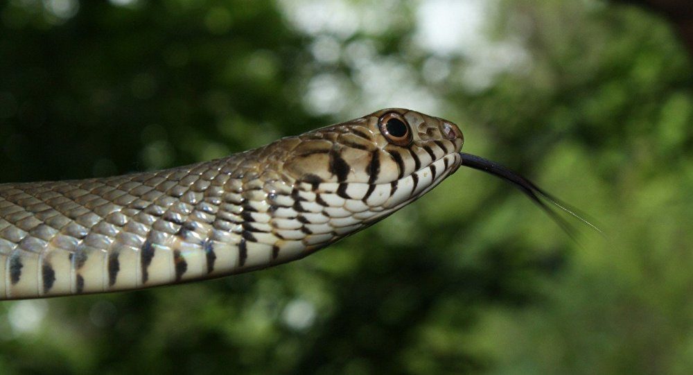 snake serpiente 