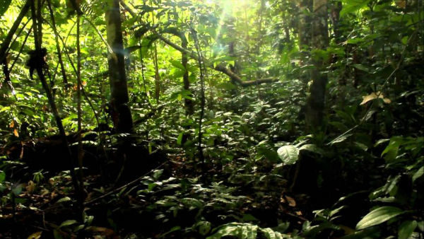 Amazon forrest bosque