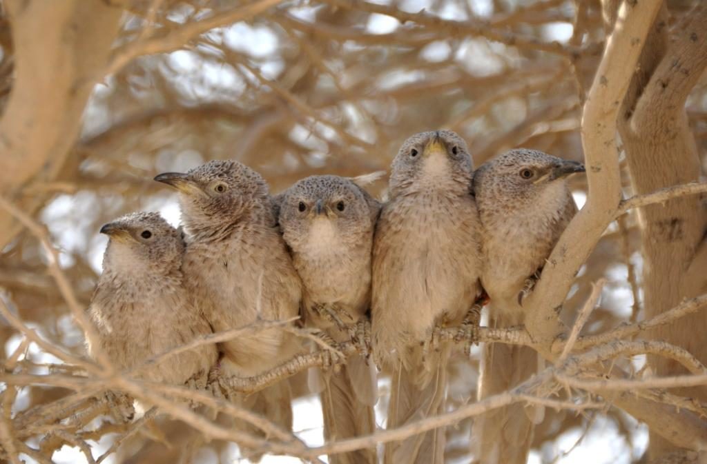 aves cooperación