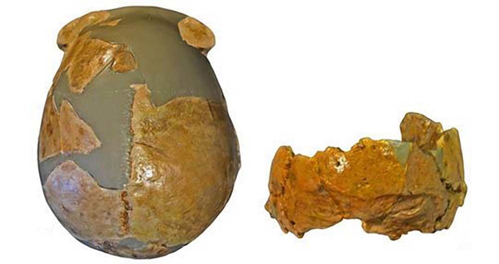 cráneos descubiertos china