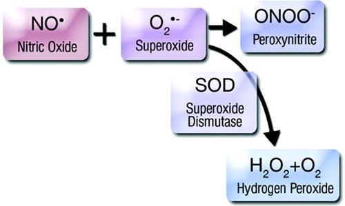 óxifo nítrico superóxido