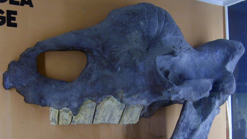 Calavera de Elasmotherium