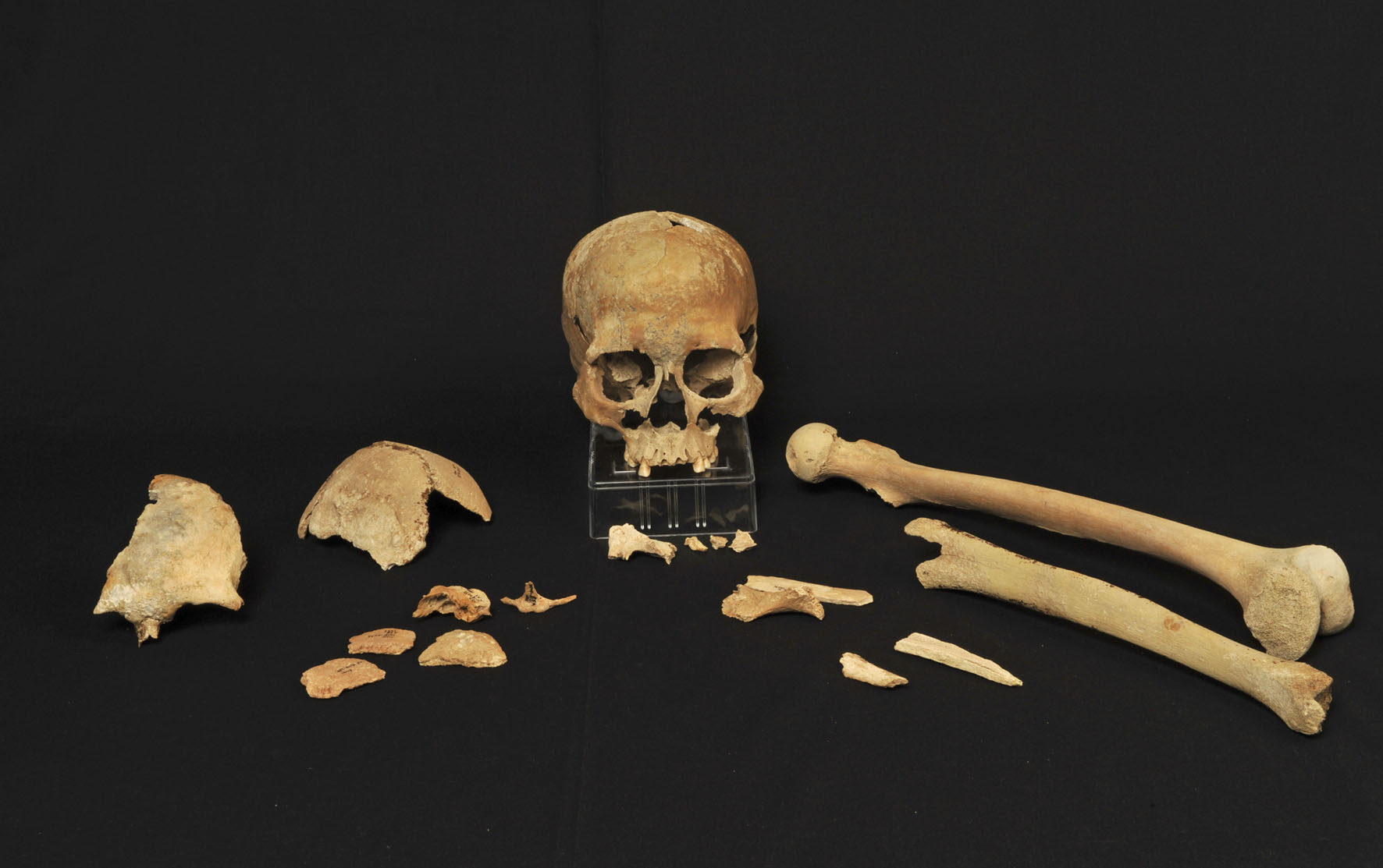 esqueleto de Hummervikholmen