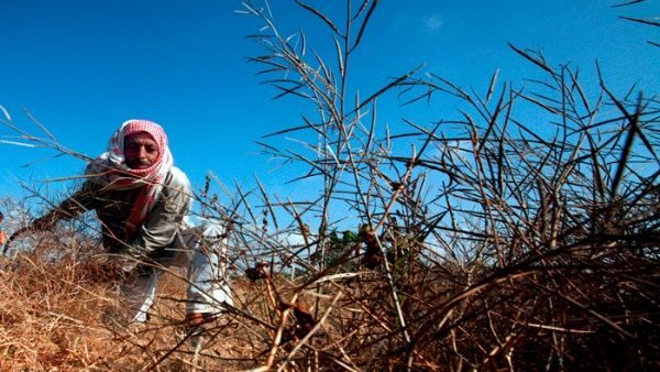 palestine crops