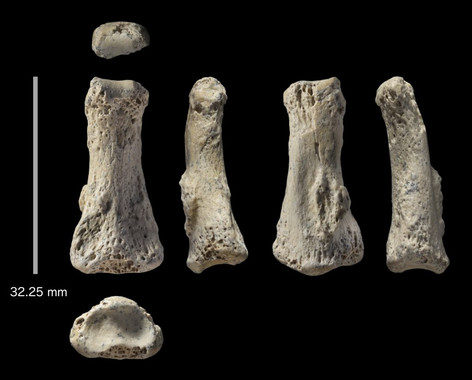 fósiles,fósiles Homo Sapiens