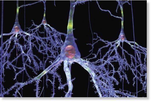 neuronas,conexiones