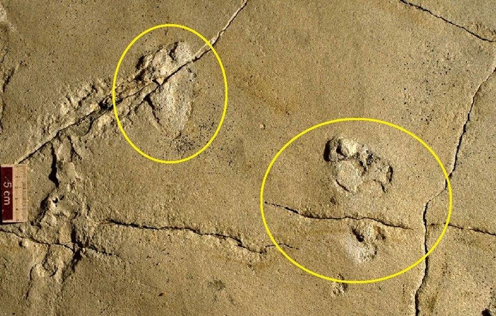 fossil human foot prints Crete,huellas humanas Creta