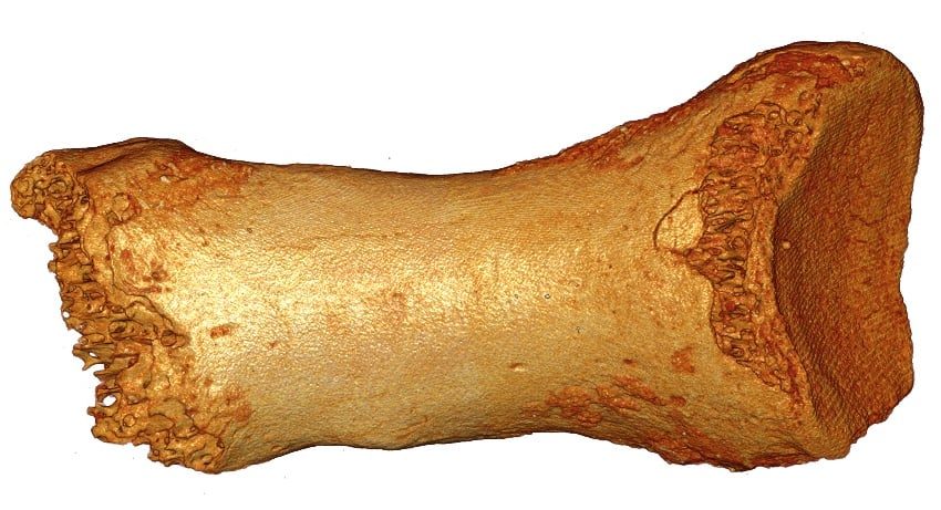 toe bone,hija de una neandertal y un denisovano,hueso dedo