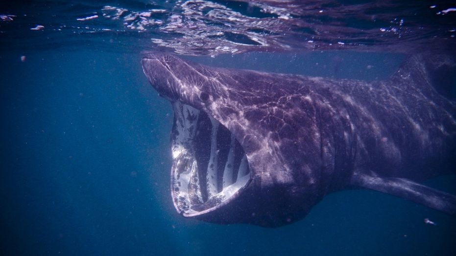 basking shark,tiburón peregrino