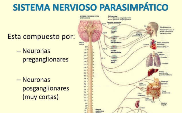 sistema nervioso autónomo