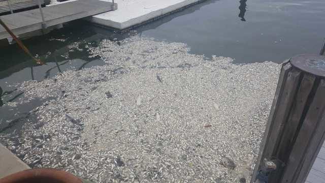 dead fish in Naples,peces muertos Naples