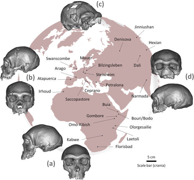 mapa fósiles evolución humana