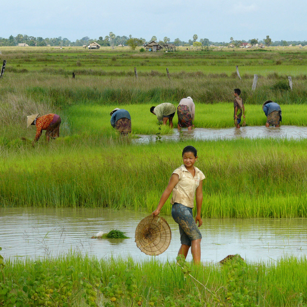 Working in the wet rice fields of Laos