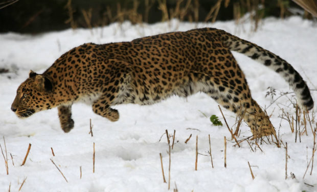 A female leopard sits inside a snow covered enclosure at Dachigam Wildlife Sanctuary, outskirts of Srinagar.