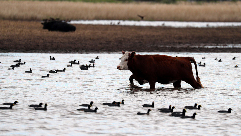 Cow flooding argentina
