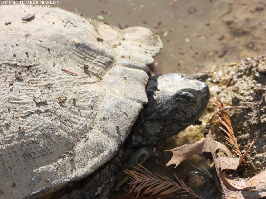 The Texas Parks and Wildlife Department is investigating several occurrences of dead or dying turtles at locations around Texas. The department has documented about 60 deaths
