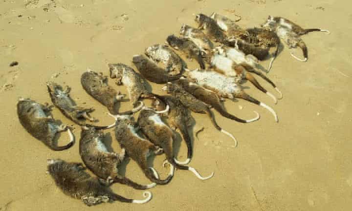 Wildlife rescuers found 127 dead and injured ringtail possums at Somers Beach in Victoria during a four-day heat spell.