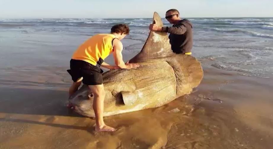 Fishermen find rare giant-sized sunfish